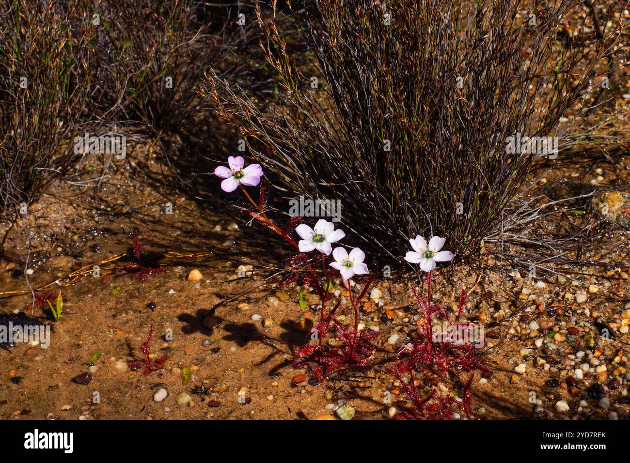 Drosera variegata, un sundew con fiori bianchi e rosa, Capo Occidentale, Sud Africa Foto Stock