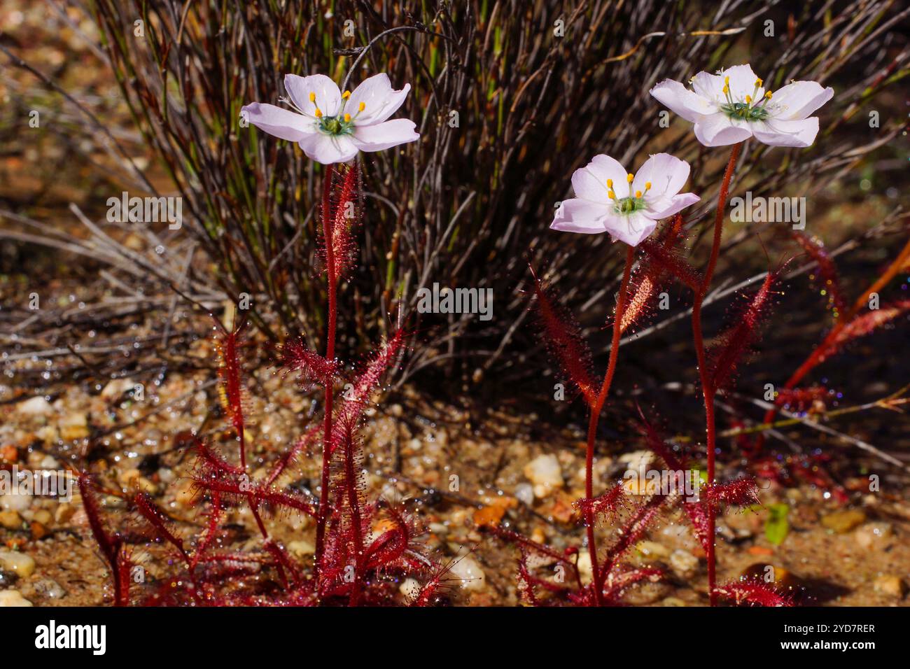 Piante rosse brillanti della Drosera variegata con fiori pallidi, Capo Occidentale, Sudafrica Foto Stock