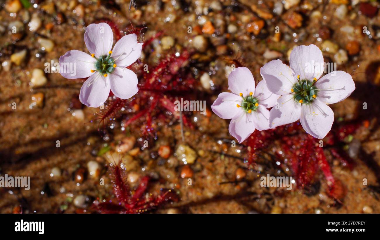 Fiori pallidi della Drosera variegata, Capo Occidentale, Sud Africa, vista dall'alto Foto Stock