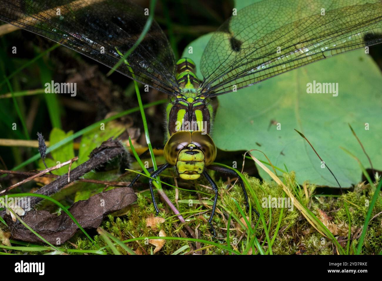 Una libellula da falco del sud di colore bellissimo (Aeshna cyanea). Fotografato al Crook Hall and Gardens di Durham, Regno Unito Foto Stock
