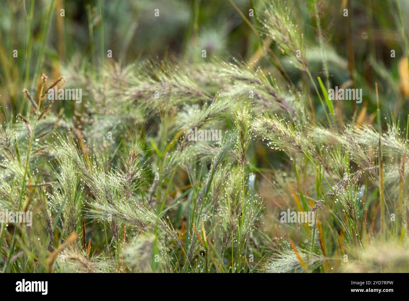 La rugiada si trova sulle teste dei semi dell'erba a tre aloni. Quest'erba è una specie pioniera annuale che germina rapidamente in terreni poveri, spesso dopo un incendio Foto Stock