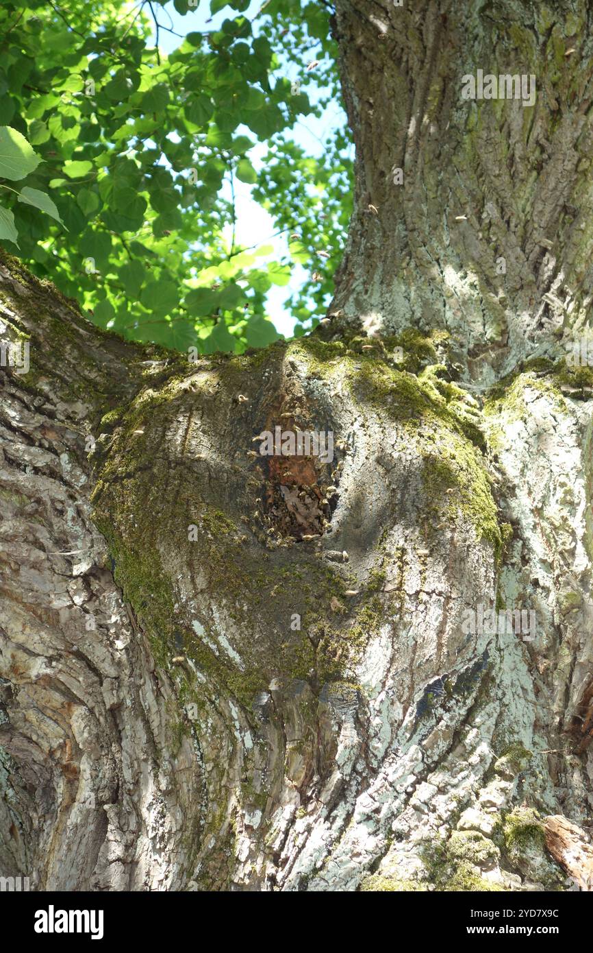 Apis mellifera, api mellifere, colonie di api in knothole Foto Stock