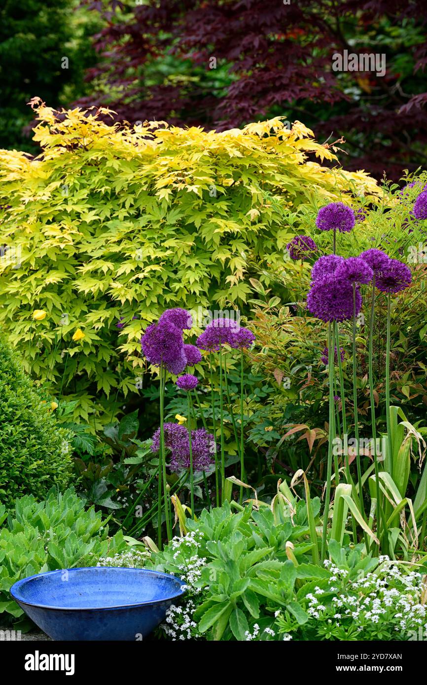 allium Purple Sensation,alliums,allium and acer,Acer palmatum Sango Kaku,acri,acri giapponesi,attraente fogliame giallo verde,foglie giallo verde,gard Foto Stock