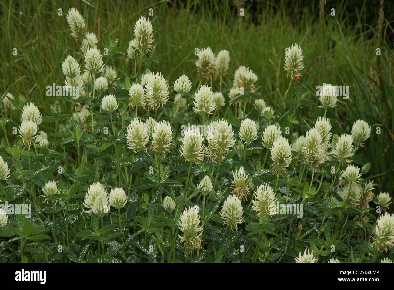 Trifolium pannonicum, ungherese Clover Foto Stock