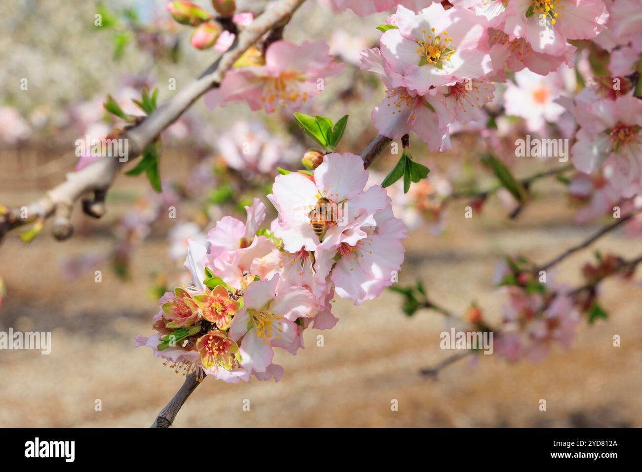 Delicati fiori bianchi - rosa attraggono le api Foto Stock