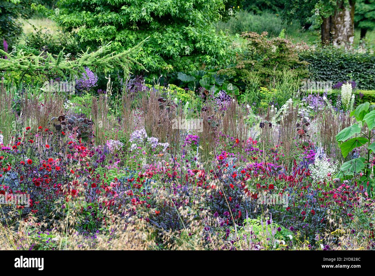 Allium sphaerocephalon,dahlia.thalictrum,monarda,fiori bianchi viola eringoiati,fioritura,impianto misto,confine misto,confine misto erbacea,RM FL Foto Stock