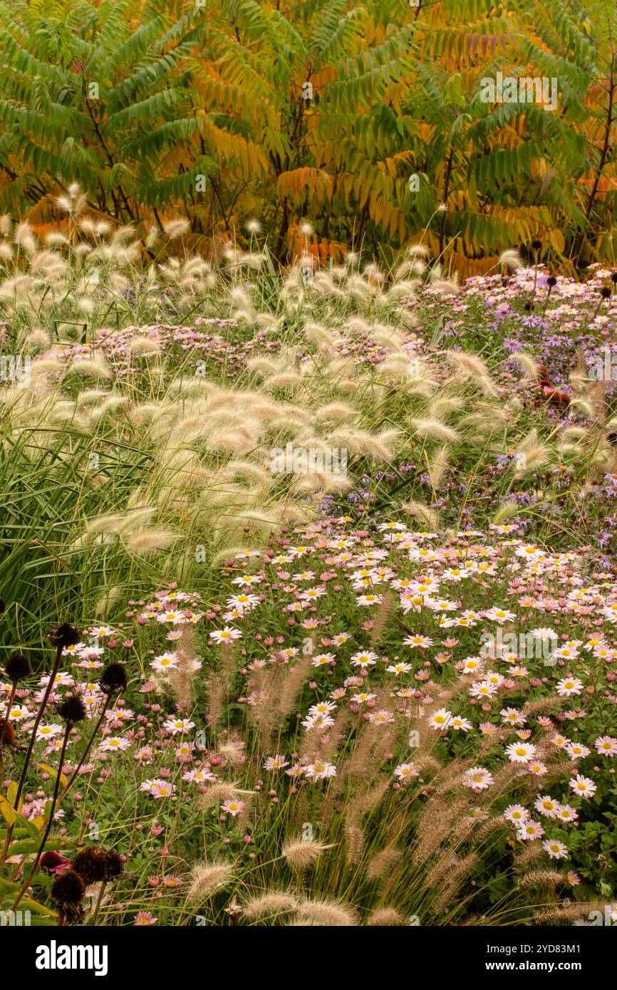 Immagine intima del bordo floreale raffigurante Pennisetum Villosum. Divertimento, divertimento, divertimento, diversione, distrazione, fascino, affidabile, originale Foto Stock