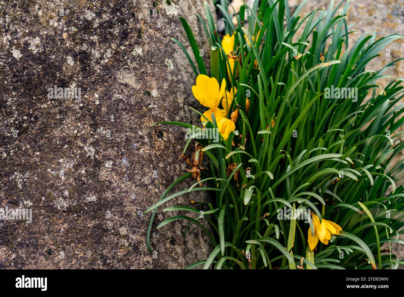 Sternbergia lutea di colore giallo brillante. Primo piano naturale, ritratto di piante fiorite. incredibile, attenzione, bello, fioritura, arrossamento, audace Foto Stock