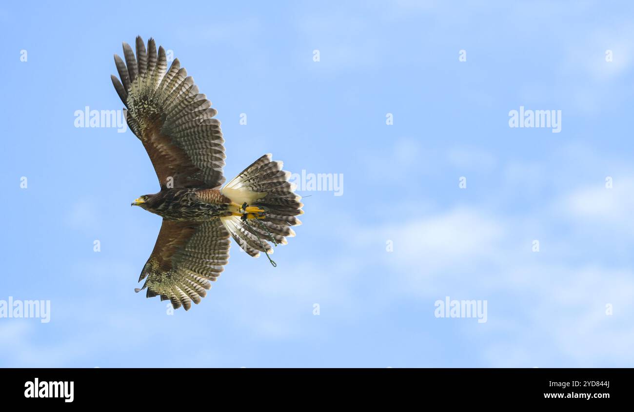 I falchi di Harris volano nel vento in cielo limpido Foto Stock