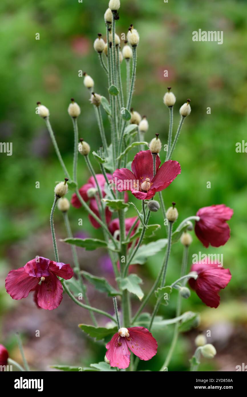 Meconopsis Napaulensis,fiori rossi di ciliegio,Meconopsis,papavero,pianta perenne monocarpica,papaveri,papaveri rossi,papavero rosso,RM Floral Foto Stock
