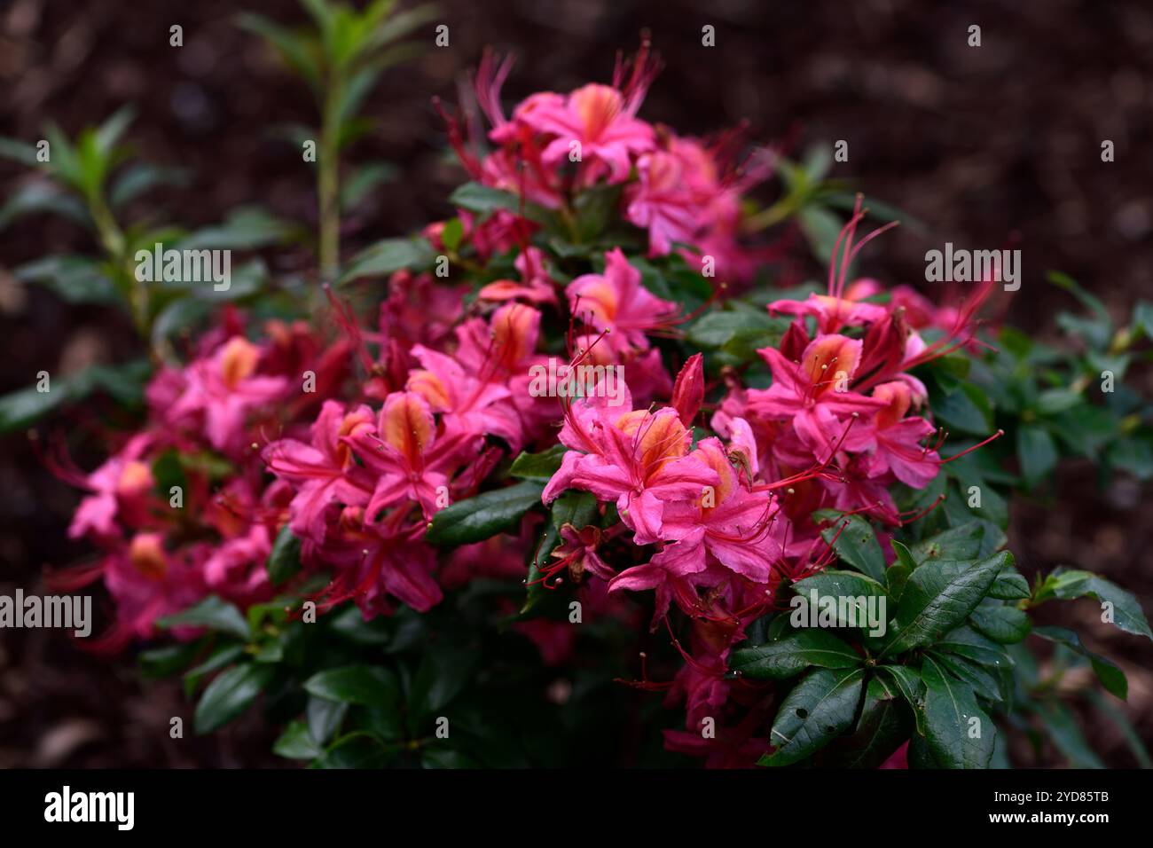 Si formano i sodi rhododendron prinophyllum Dolly, fiori rododenron, fiori rosa, fiori rosa corallo, RM Floral Foto Stock
