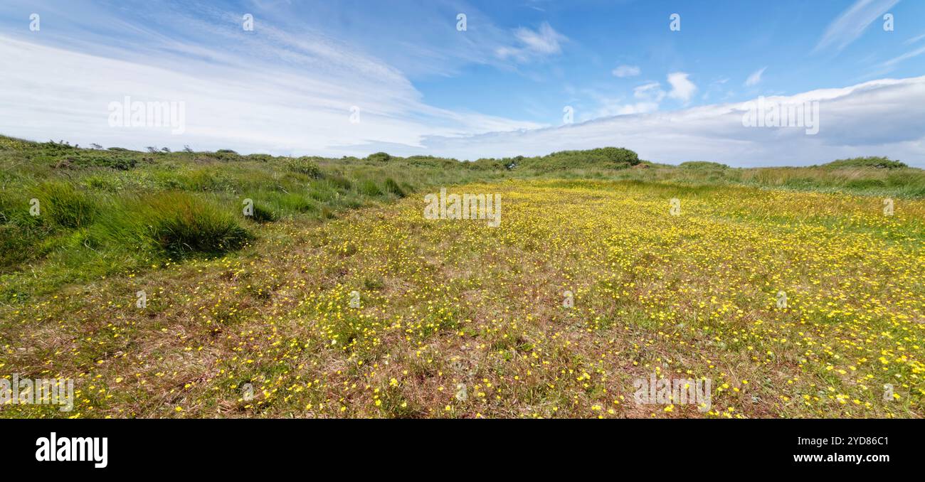 Erba di lancia minore (Ranunculus flammula) che fiorisce in un tappeto su brughiera paludosa costiera, il Lizard NNR, Cornovaglia, Regno Unito, giugno Foto Stock