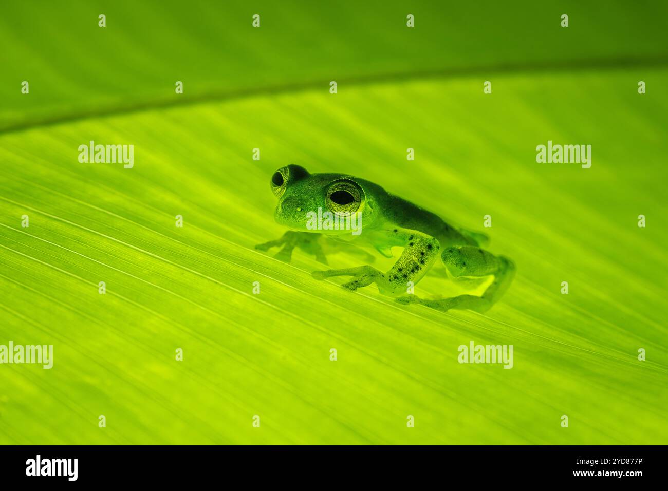 Rana di vetro smeraldo (prosoblepon Centrolene), maschio nella foresta nebulizzata di media altitudine, Costa Rica Foto Stock