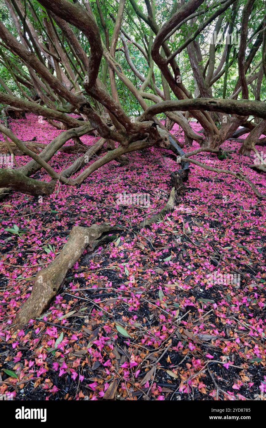 I petali rododendri rosa caduti tappezzano il terreno sulla Woodland Walk, Lost Gardens of Heligan, Cornovaglia, Regno Unito, marzo. Foto Stock