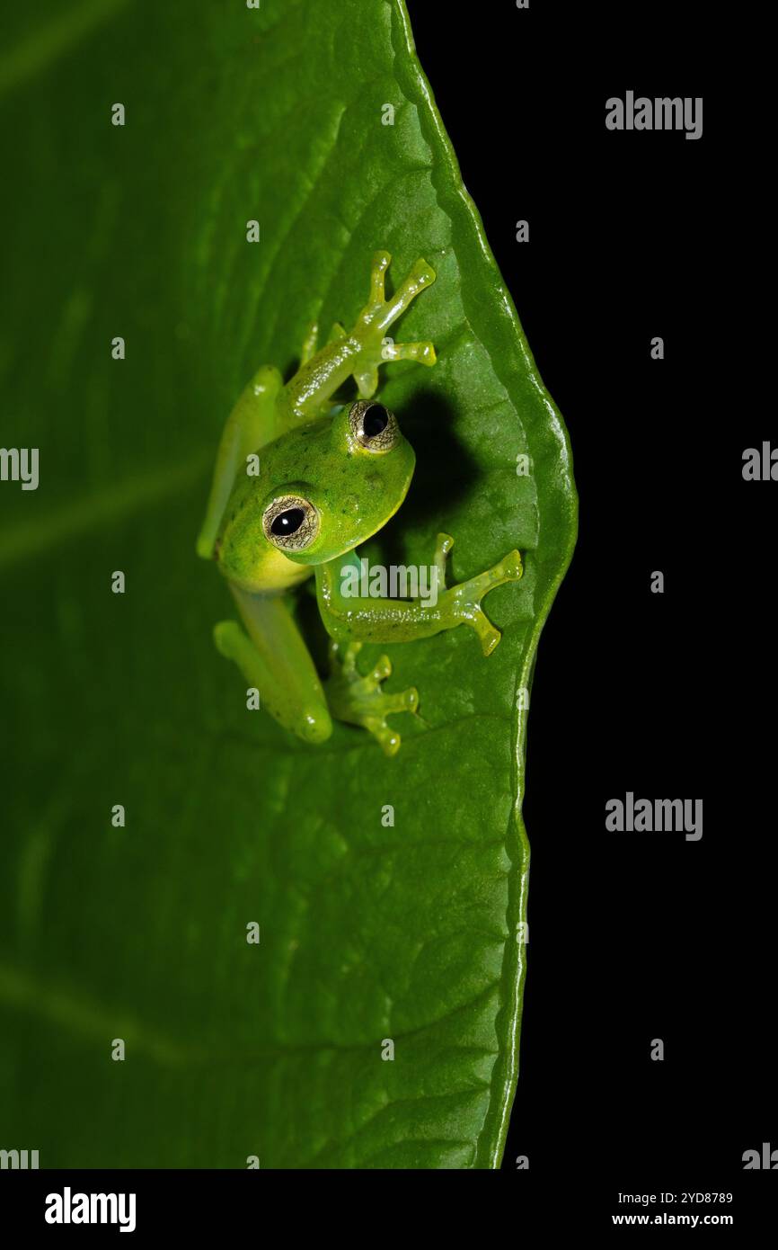 Rana di vetro smeraldo (prosoblepon Centrolene), maschio nella foresta nebulizzata di media altitudine, Costa Rica Foto Stock