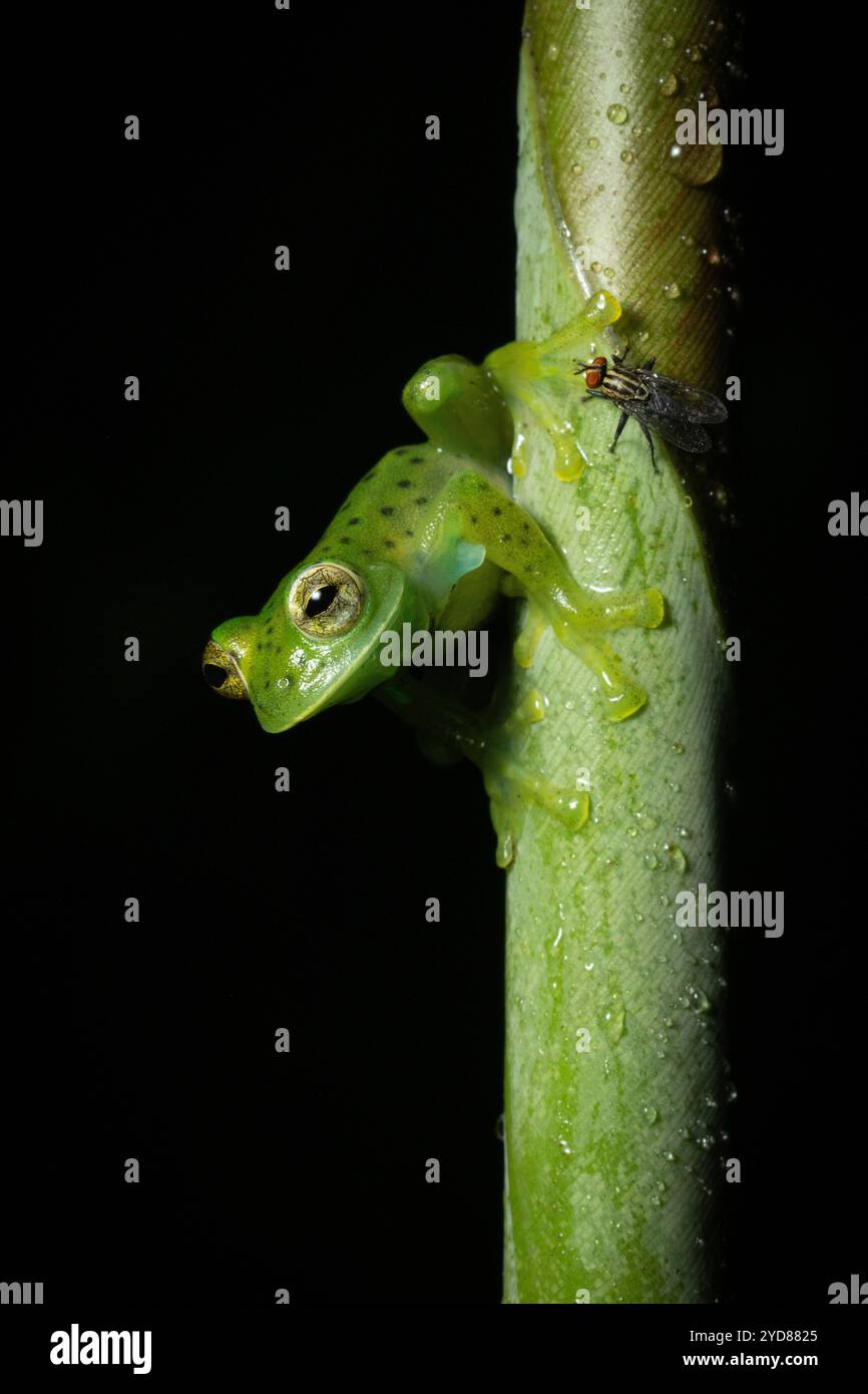 Rana di vetro smeraldo (prosoblepon Centrolene), maschio nella foresta nebulizzata di media altitudine, Costa Rica Foto Stock