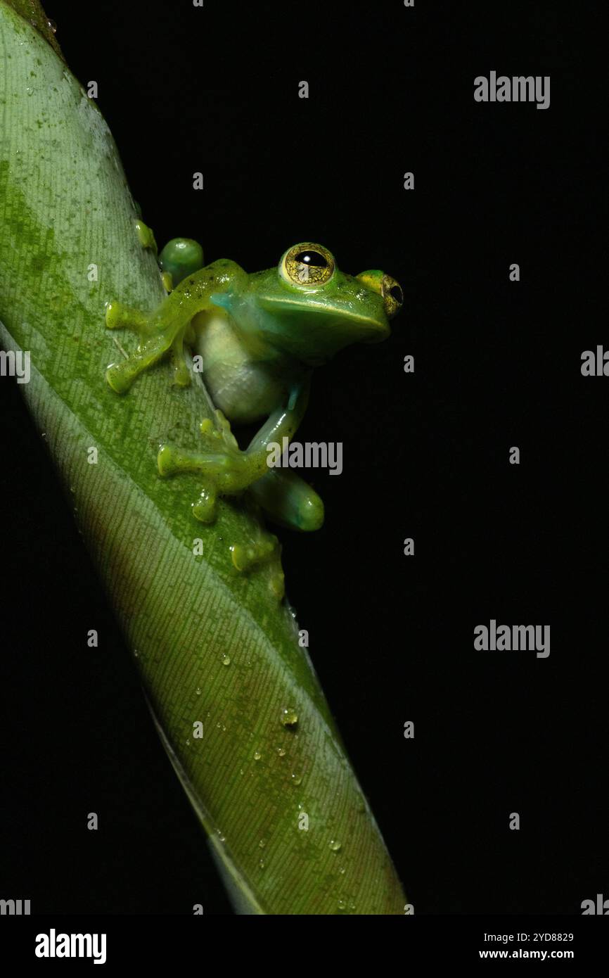 Rana di vetro smeraldo (prosoblepon Centrolene), maschio nella foresta nebulizzata di media altitudine, Costa Rica Foto Stock