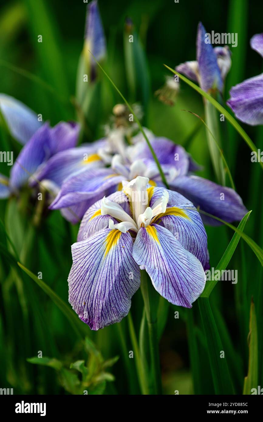 Iris laevigata,Iris acqua,Iris coniglio-ear,Iris giapponese,Iris smoth,fiori azzurri pallidi,fiore azzurro,fiore,fioritura,RM Floral Foto Stock