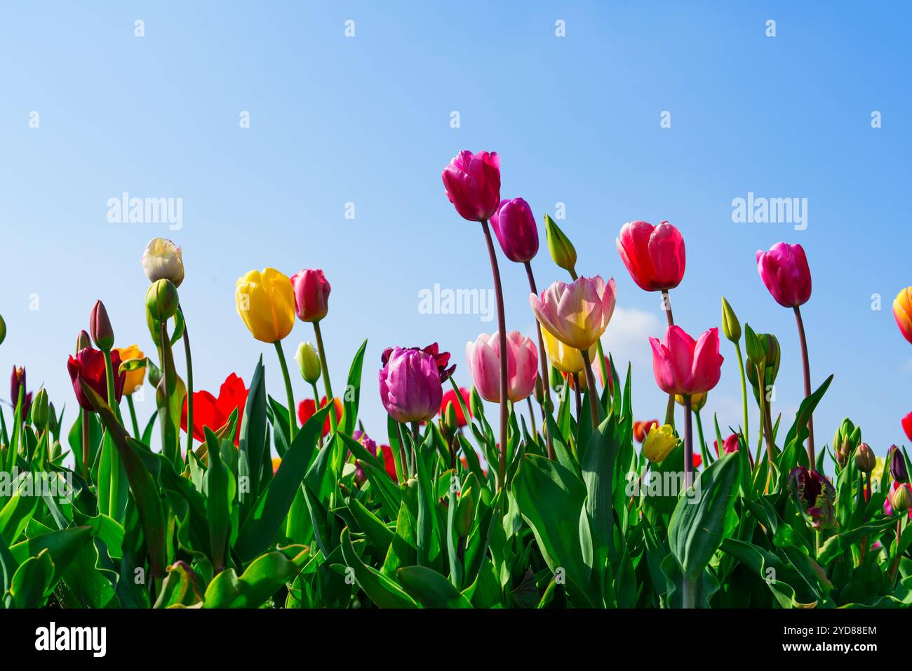 Vibranti fiori di tulipani di vari colori che sbocciano in un campo sotto un cielo azzurro. Foto Stock