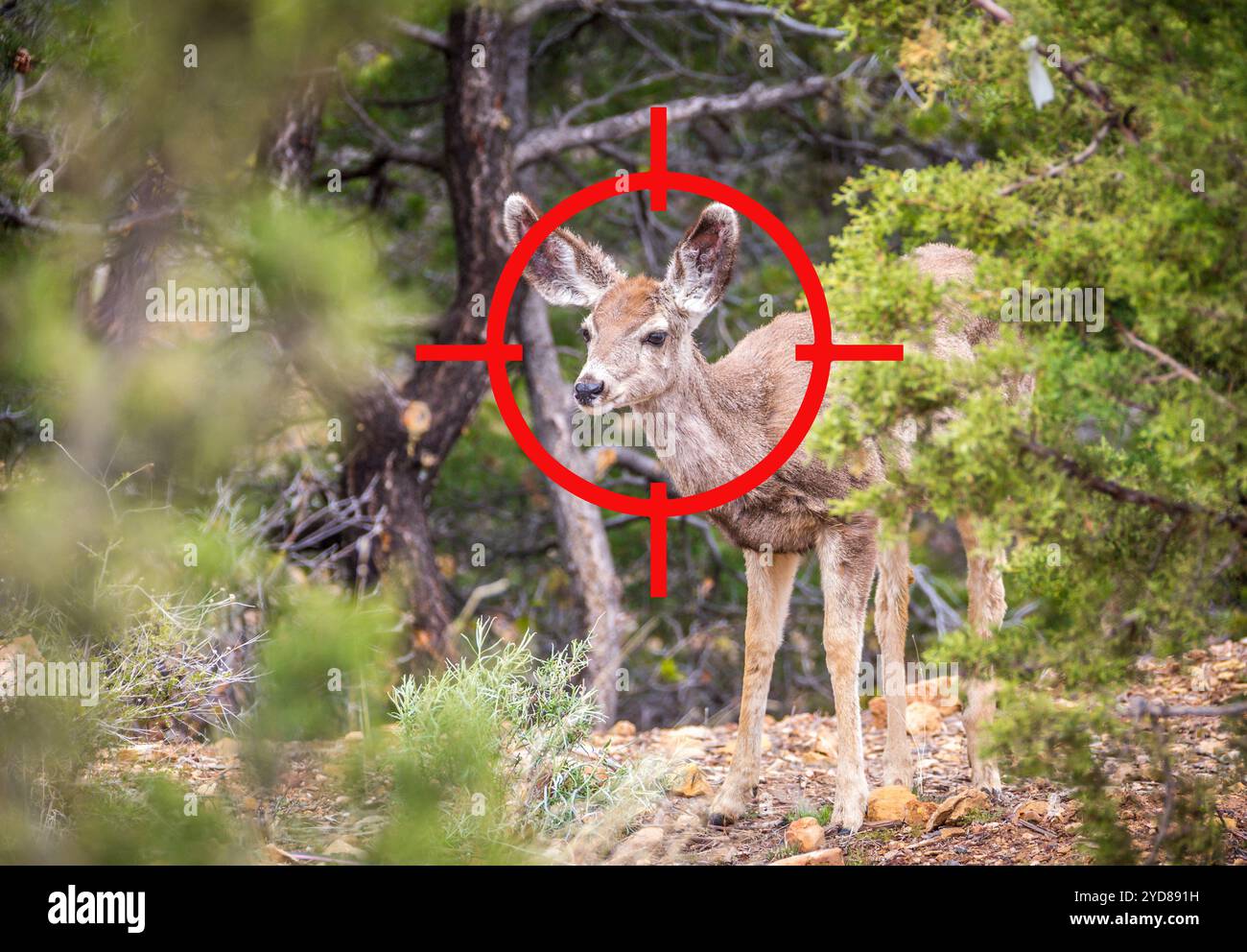 Mira alla caccia di giovani cervi. La vista e il bersaglio sono rivolti al cervo Foto Stock
