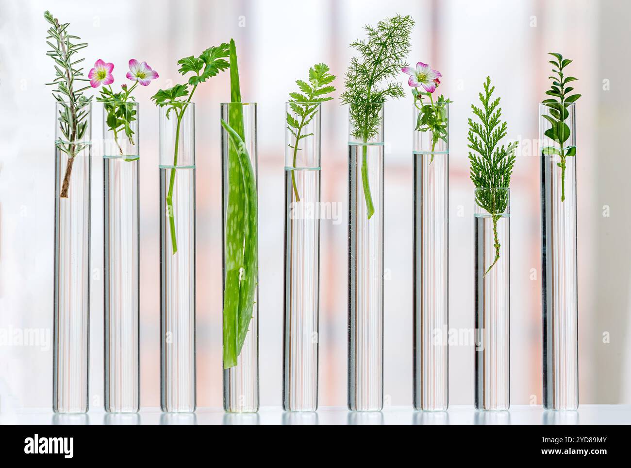 Vista panoramica di fiori e piante medicinali allineati nelle provette. Foto Stock