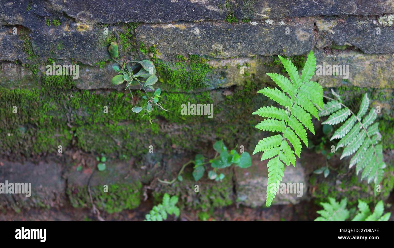 Felci verdi lussureggianti e muschio su un muro di mattoni invecchiati Foto Stock