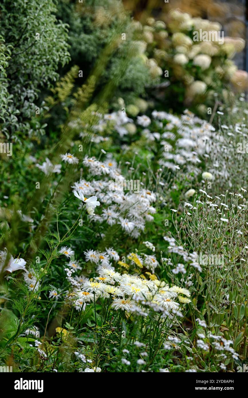 Margherita White shasta, cosmo, lychnis, fiori bianchi, aiuole bianche, bordo bianco, giardino bianco, RM Floral Foto Stock