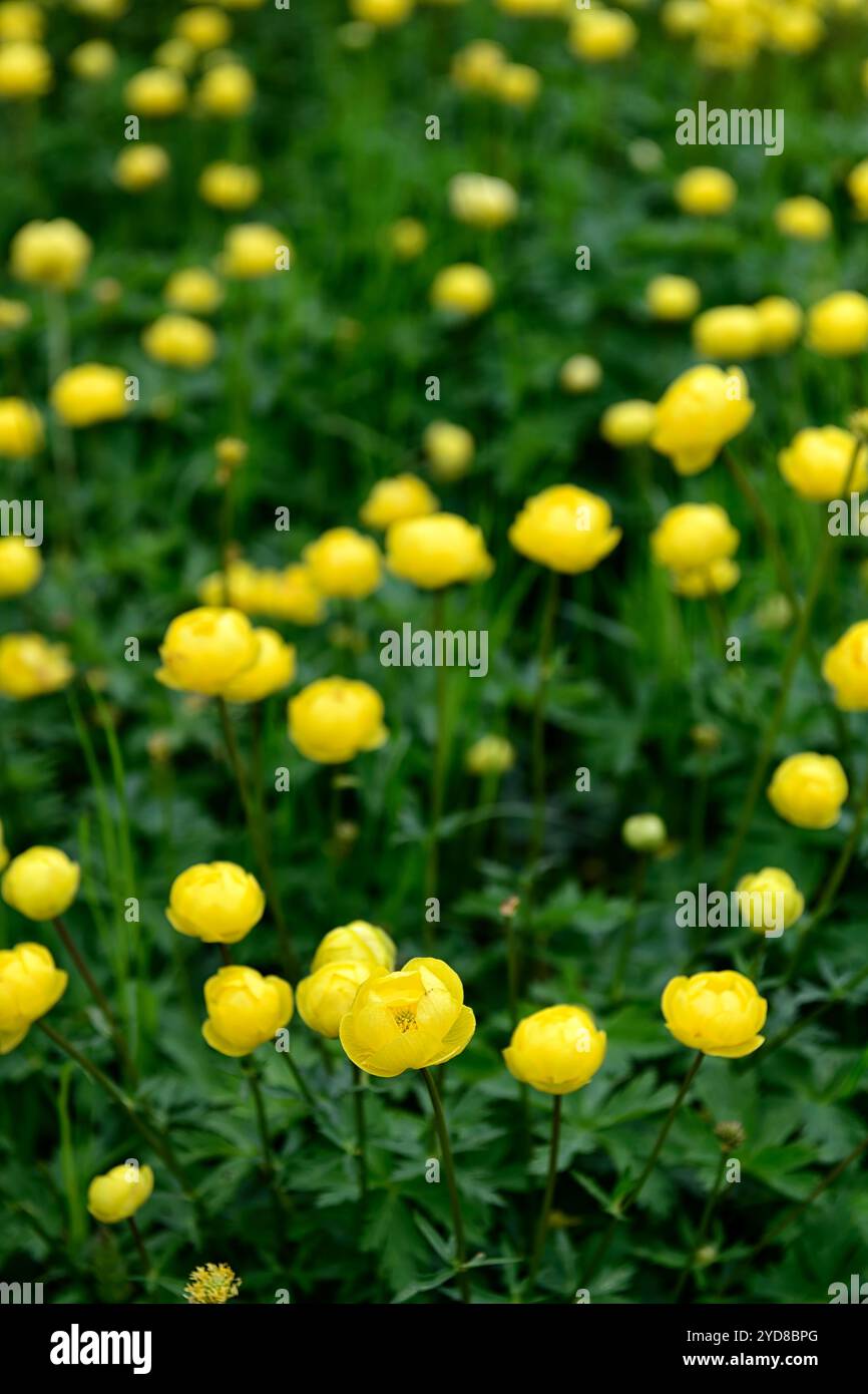 Trollius europaeus,globeflower,fiori gialli,fiori gialli,fiori primaverili,fiori primaverili,RM Floral Foto Stock