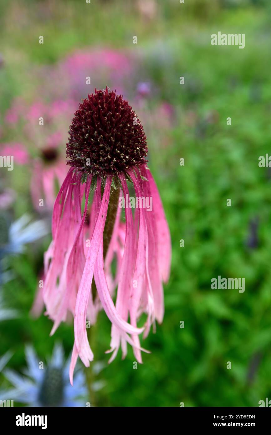 Echinacea pallida, coneflower viola pallido, coneflowers, fiore, fiori, ritratti di piante, perenni, confine misto, combinazione di piantagione mista, RM Floral Foto Stock