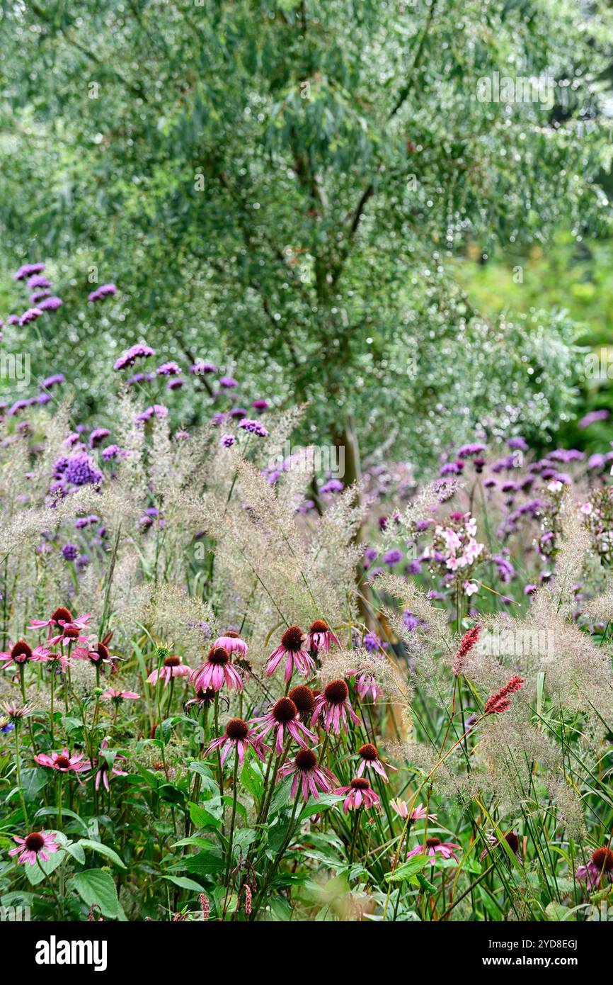 Calamagrostis brachytricha,echinacea purpurea,infiorescenza d'argento,canne di piume coreane,erbe,infiorescenza d'erba,giardino,giardini,gra ornamentale Foto Stock