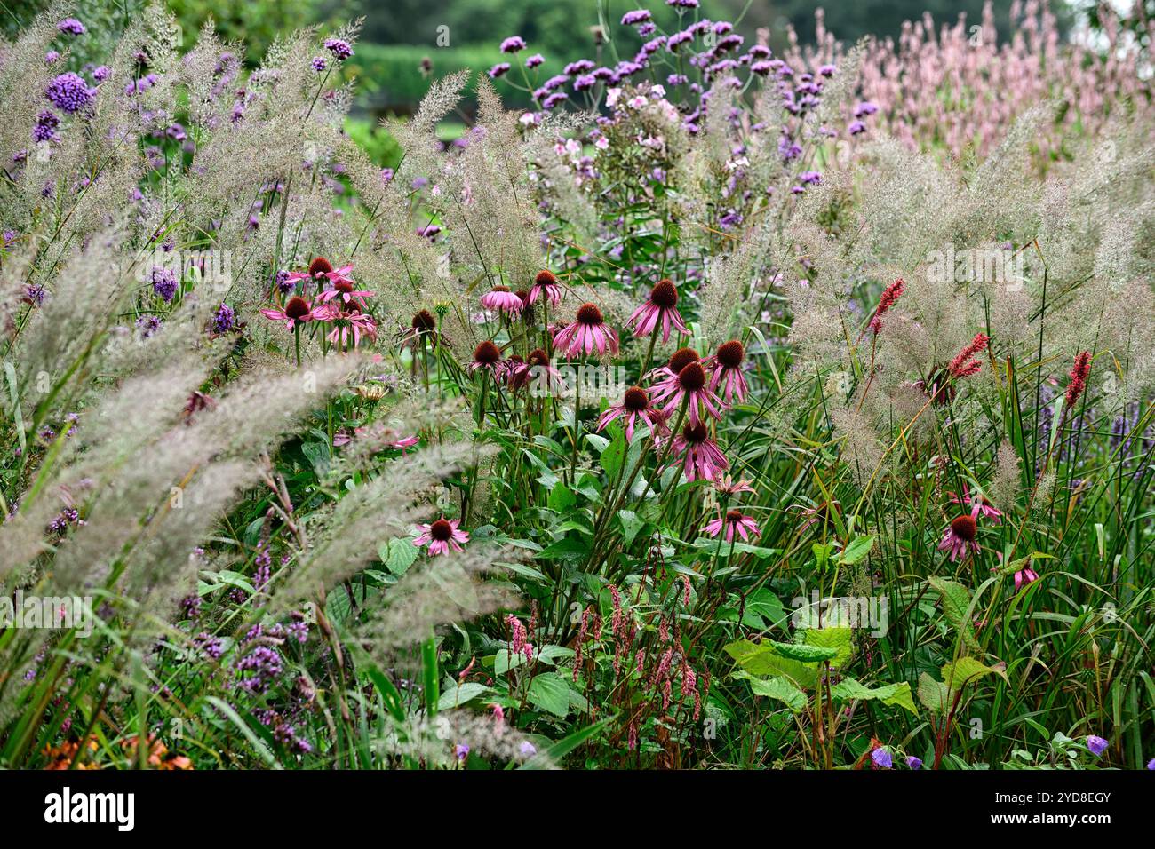 Calamagrostis brachytricha,echinacea purpurea,infiorescenza d'argento,canne di piume coreane,erbe,infiorescenza d'erba,giardino,giardini,gra ornamentale Foto Stock