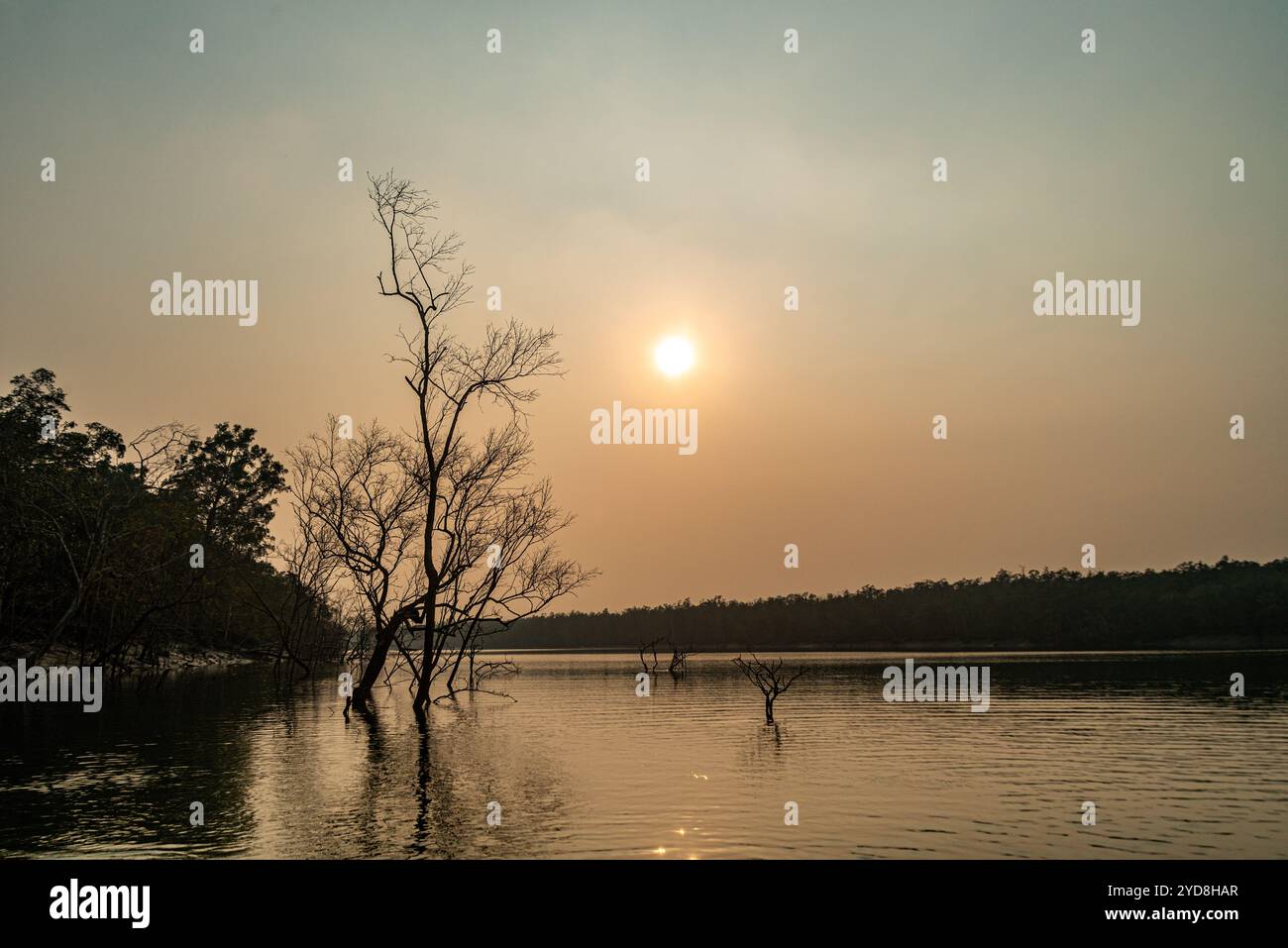 Mondo la più grande foresta di mangrovie Sundarbans, famosa per il Royal tigre del Bengala e dell'UNESCO World Heritage Site in Bangladesh. Foto Stock