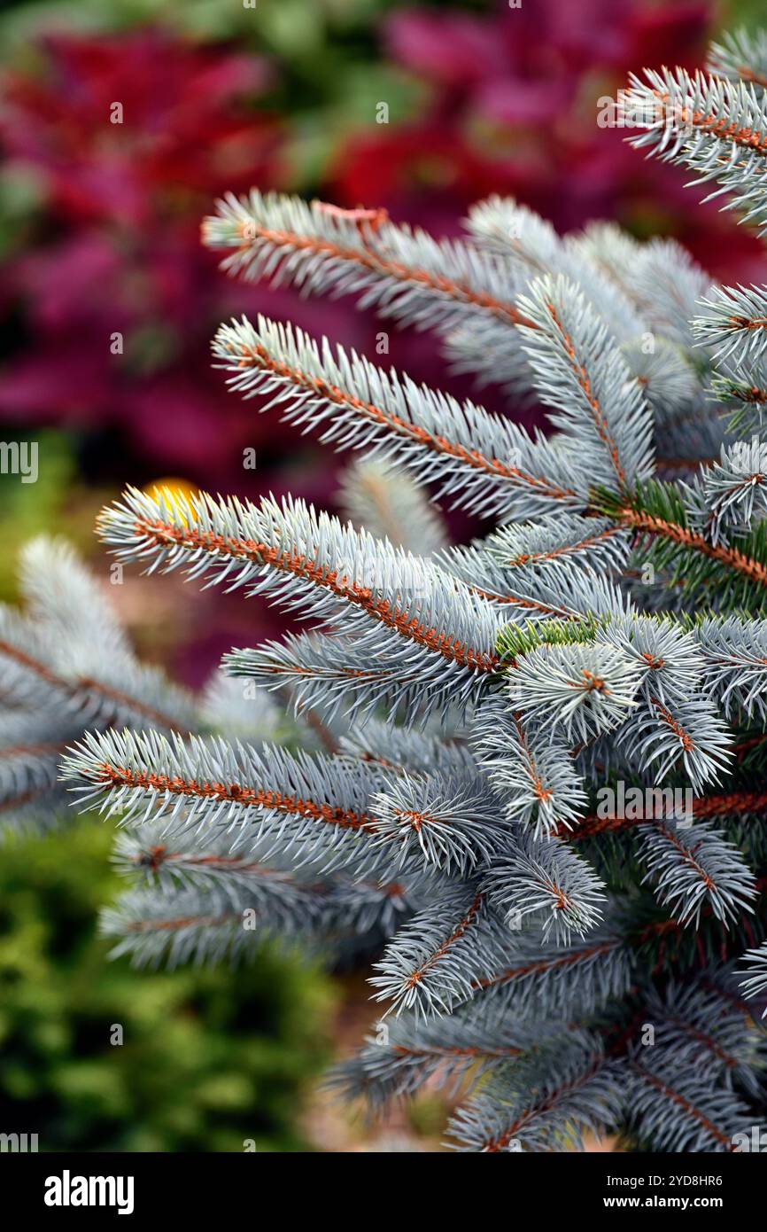 Picea pungens Super Blue, abete rosso nano Colorado Super Blue, abete rosso nano, colore blu argentato, pini blu argento, aghi di pino blu scagliolo, RM Flo Foto Stock