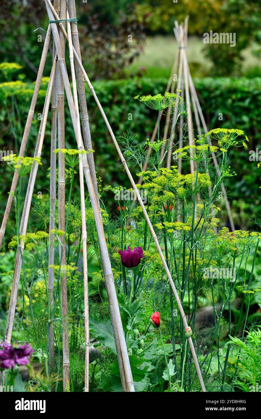Treppiede di bambù, supporto per piante di bambù, treppiede, canna, canne, wigwam, bambù, supporto per giardino, supporti per piante, telaio, cornici, giardino, fennell, orto, RM Flora Foto Stock