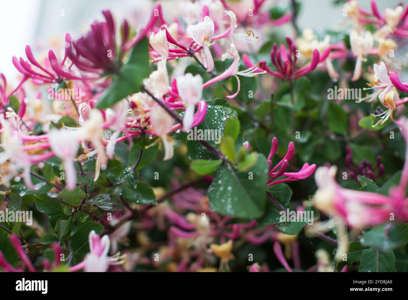 Primo piano di fiori di caprifoglio rosa e crema con gocce di pioggia su foglie verdi lussureggianti, freschezza naturale in fiore. Foto Stock