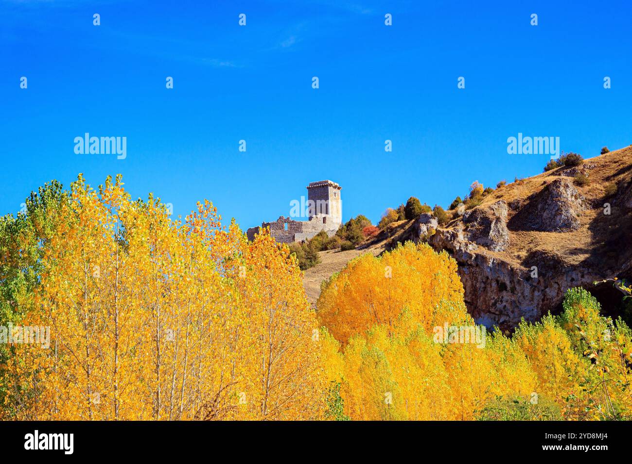 Autunno dorato Foto Stock