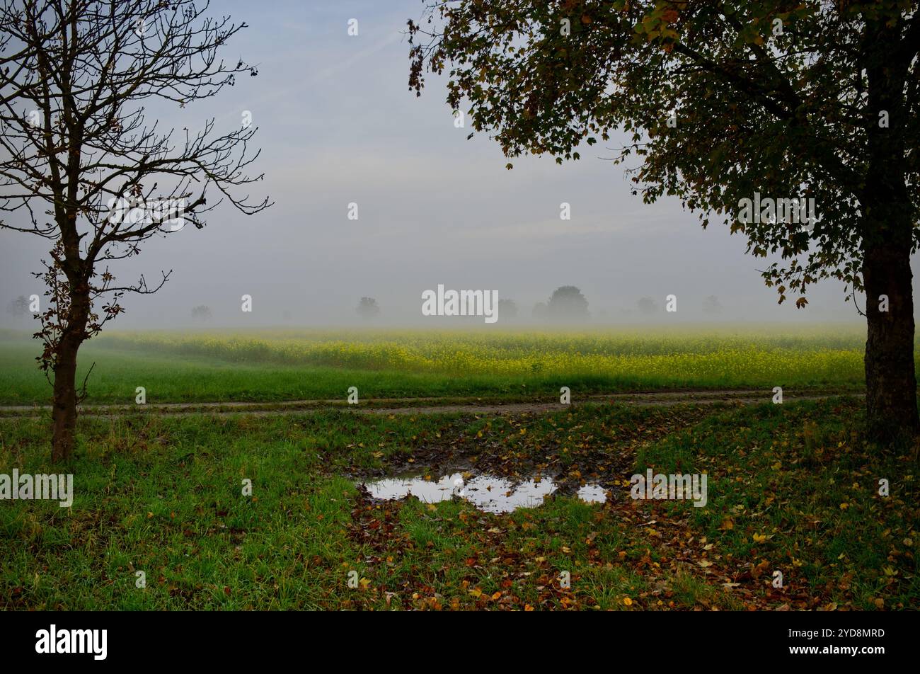 Tranquilla campagna con una pozza d'acqua e un campo di senape bianca in fiore gialla nella nebbia mattutina a Pietling, Fridolfing, Baviera, Germania Foto Stock