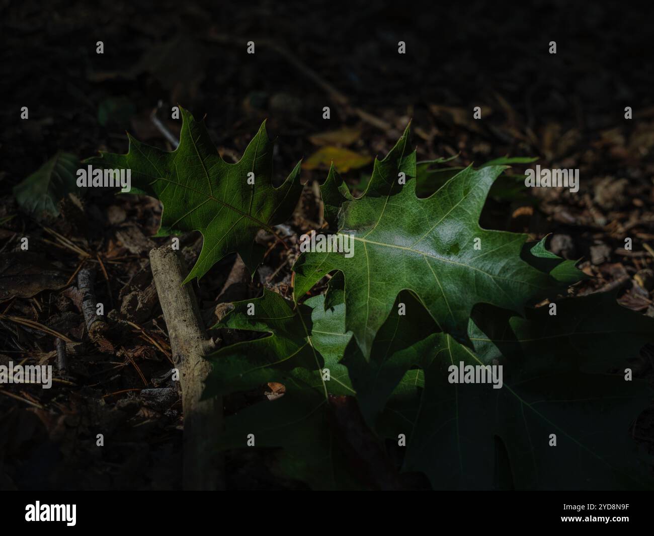 Vista ravvicinata delle foglie verdi scure dell'aquifolium di Berberis (Mahonia aquifolium) in condizioni di scarsa luce sul terreno bruno della foresta (immagine ad alta risoluzione) Foto Stock