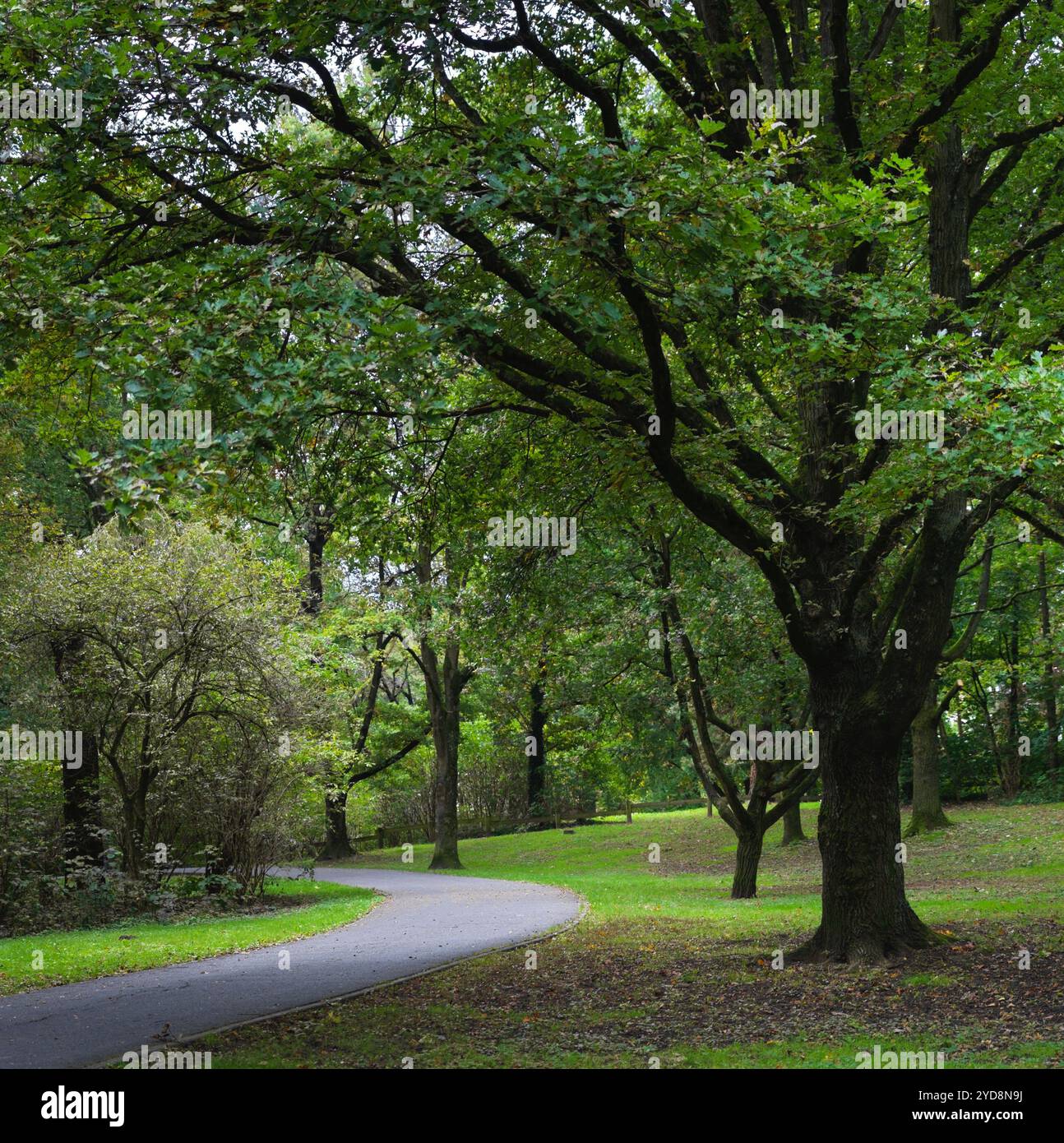 parco con grandi alberi e vegetazione in formato quadrato Foto Stock