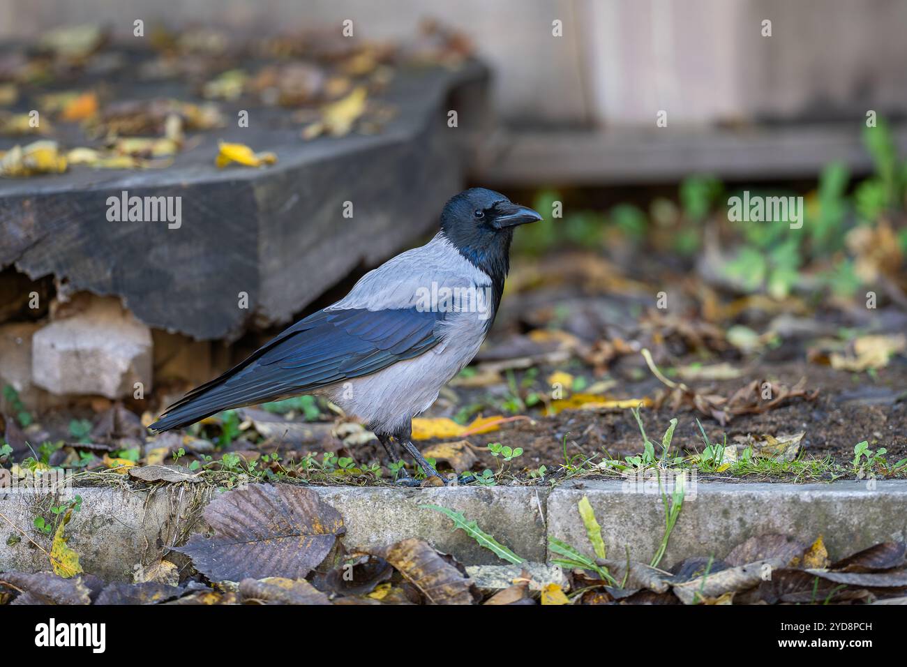 Uccello grigio nero eurasiatico sullo sfondo del cortile. Corvo con cappuccio (Corvus cornix), chiamato anche felpa con cappuccio, in piedi sul terreno ricoperto di foglie autunnali Foto Stock