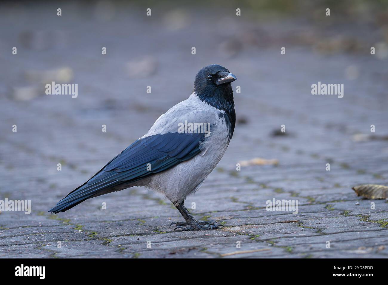 Corvo con cappuccio (Corvus cornix), chiamato anche felpa con cappuccio, in piedi sul marciapiede ricoperto di foglie autunnali. Uccello di piume grigio nero eurasiatico sulla pavimentazione sla Foto Stock