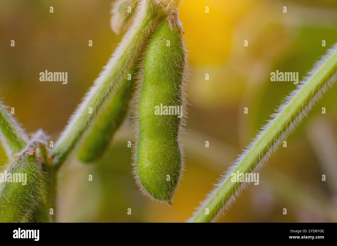 Baccello di soia verde su uno stelo in un primo piano del campo Foto Stock