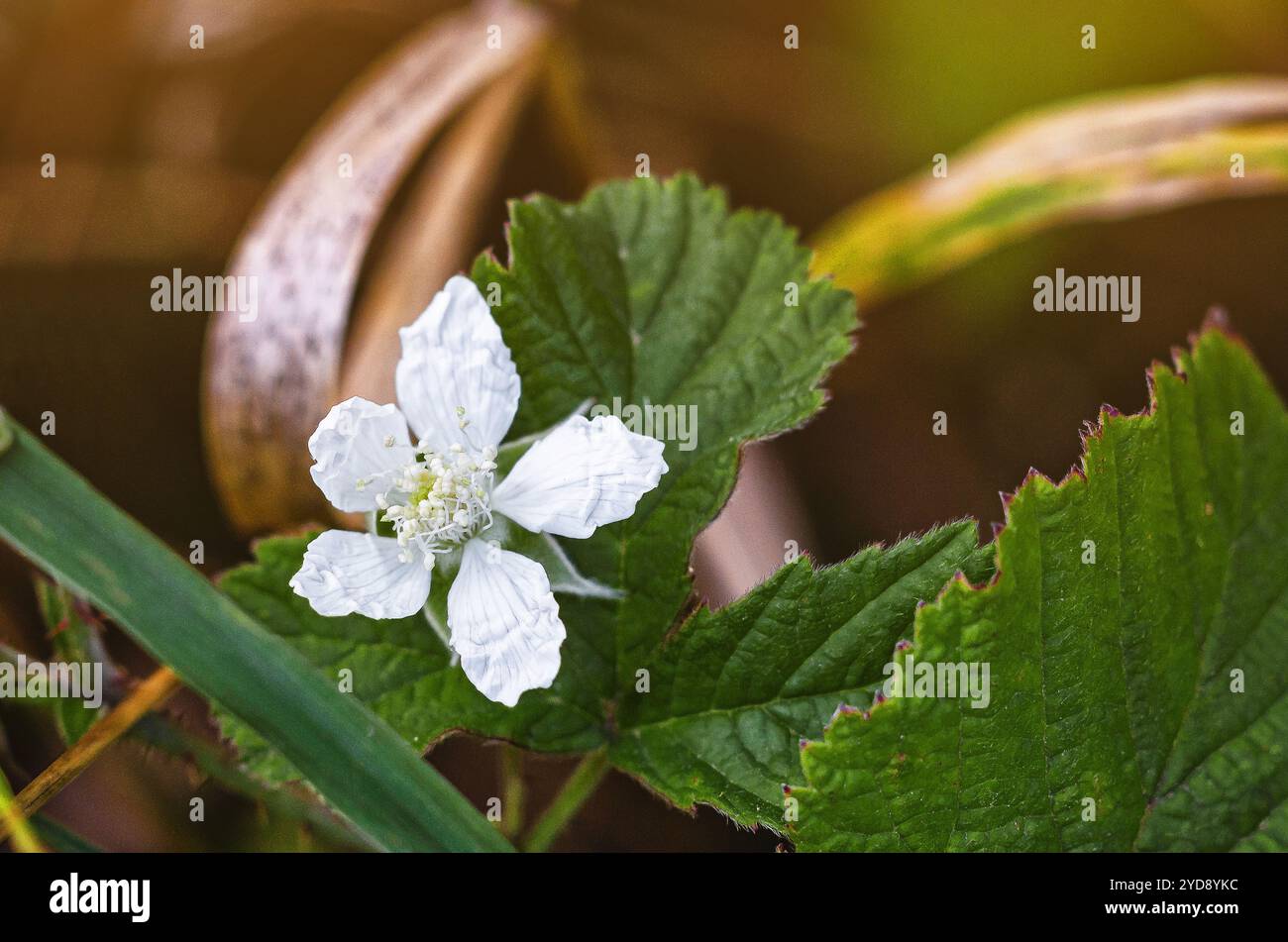 Fiore di mora bianca in estate sullo sfondo di foglie verdi Foto Stock