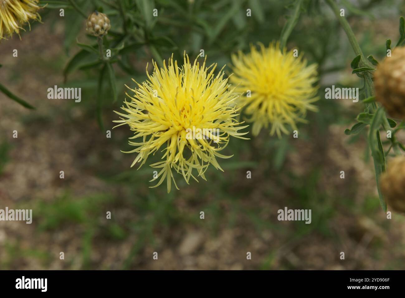Centaurea orientalis, knapweed gialle Foto Stock