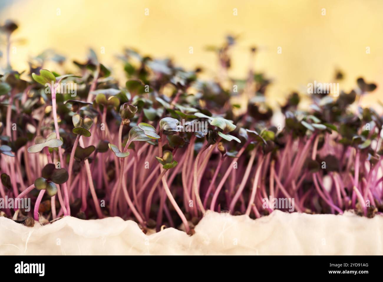 Giovani germogli di cavolo viola o microverdi crescono in cotone lana Foto Stock