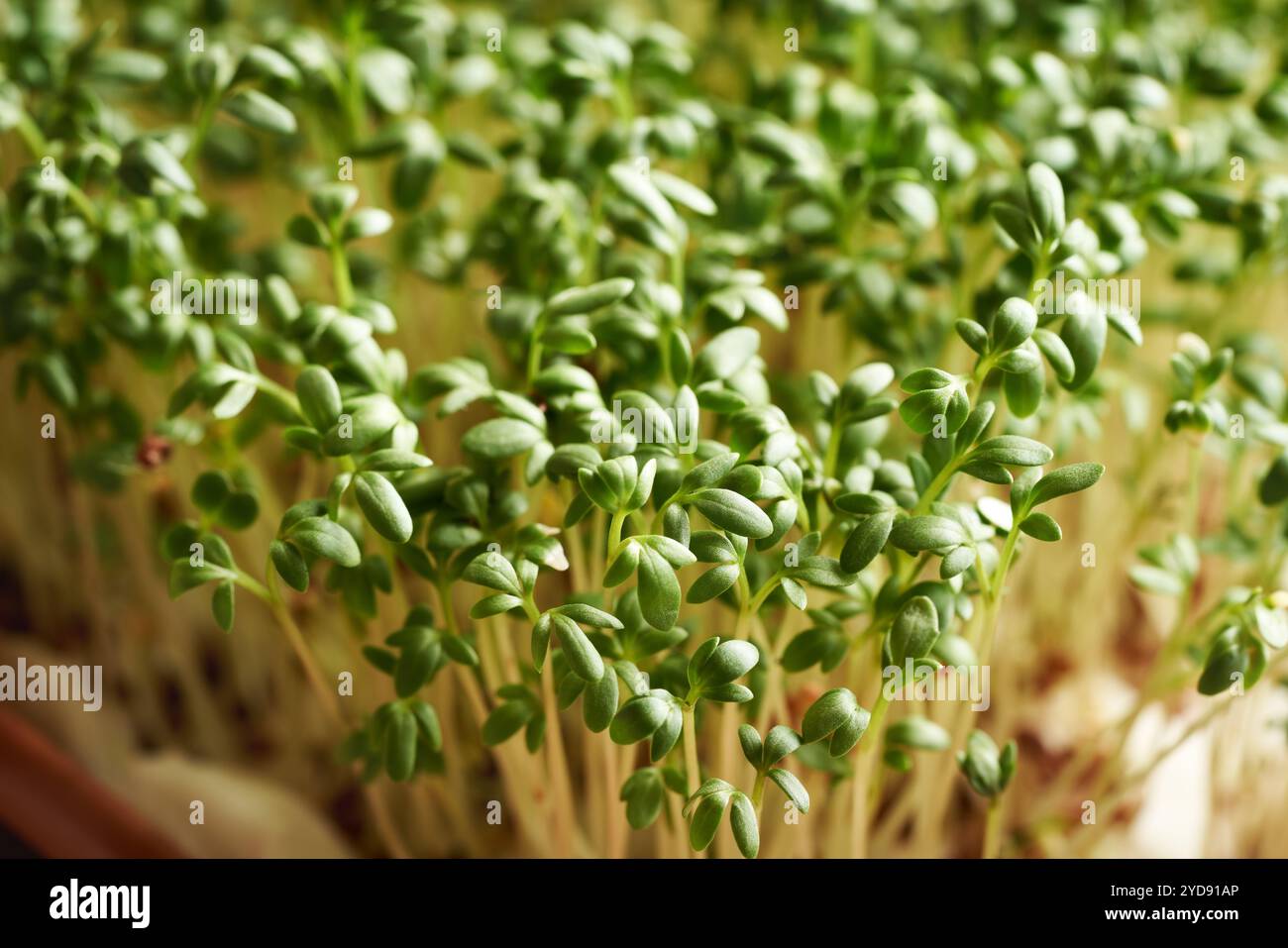 Primo piano di germogli freschi e giovani di orto o microgreen che crescono all'interno Foto Stock