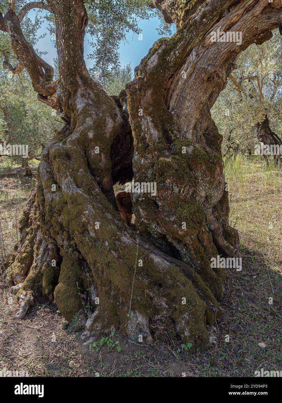 Vecchio olivo nell'oliveto. Foto Stock