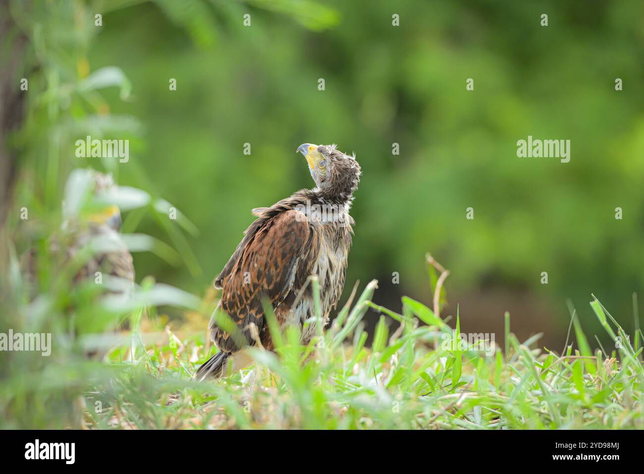 Il piccolo harris Hawk sta riposando per terra Foto Stock
