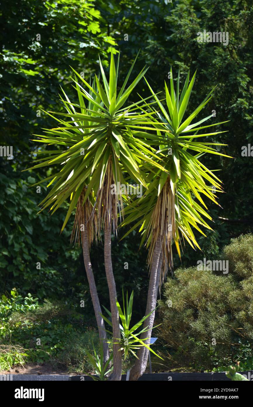 Palma Yucca Filifera - Giglio Di Palma Resistente 60 Cm Con Vaso - Pianta Mediterranea