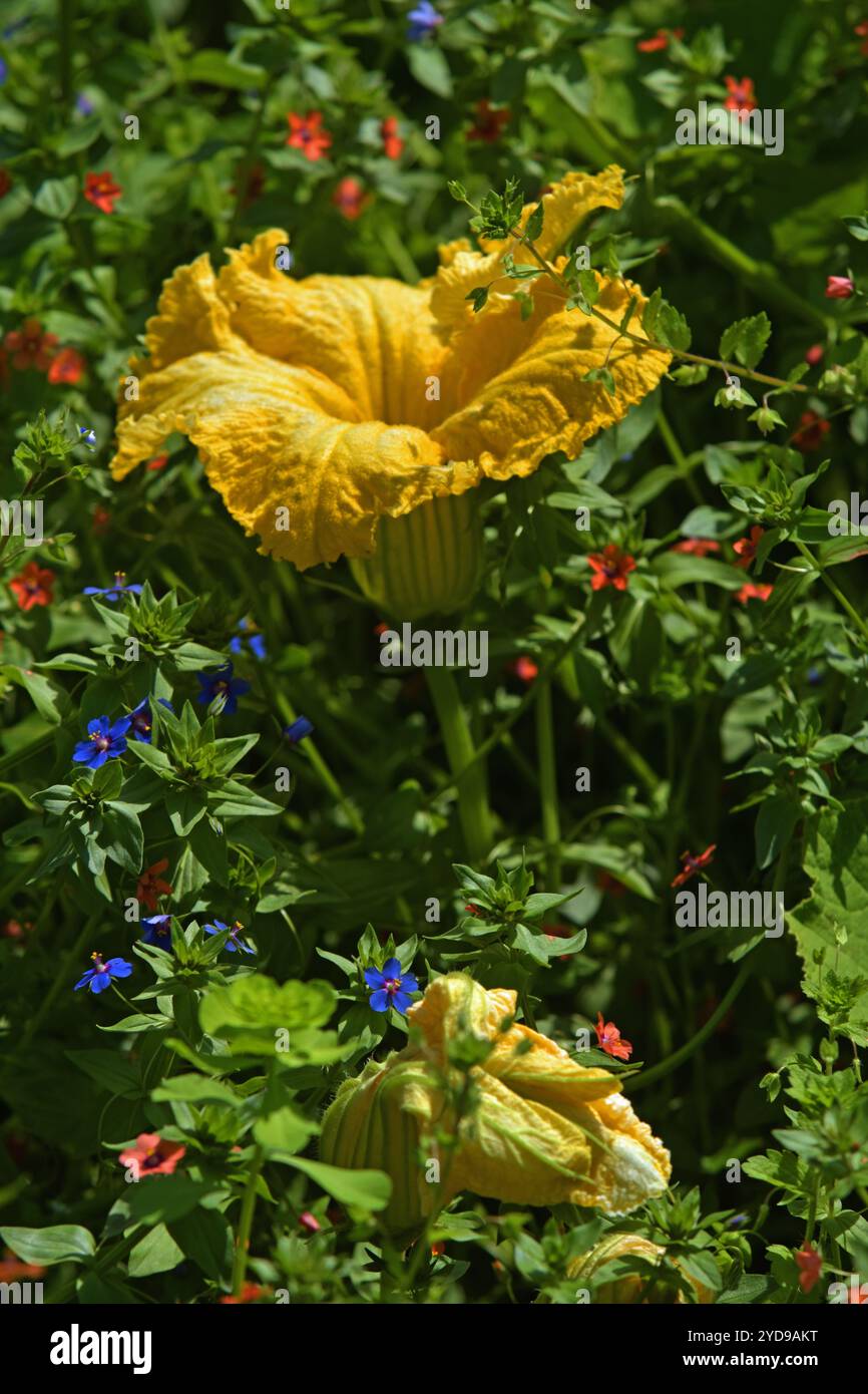 Fiore di zucca con gauheil da campo Foto Stock